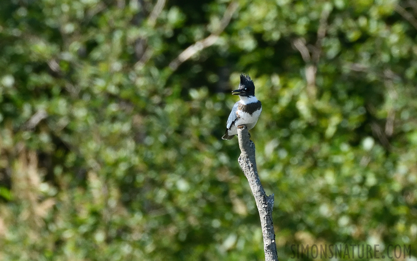 Megaceryle alcyon [400 mm, 1/1600 Sek. bei f / 7.1, ISO 1250]